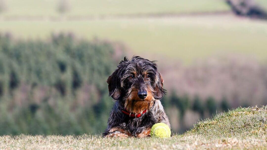 Shaggy cow hot sale dog breed